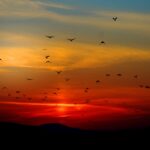 Sunset_Birds